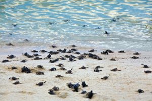 Turtle Glass Protects Sea Turtles